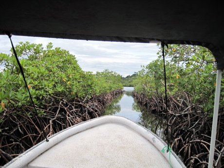 Through a swamp