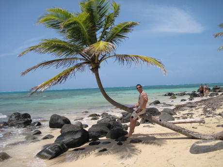 Corn Island on a tree