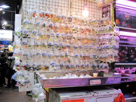 Hong Kong goldfish market