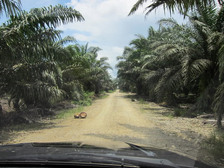 Palm plantations