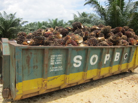 Palm tree fruit