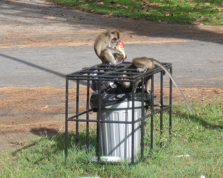 Monkey eating rubbish